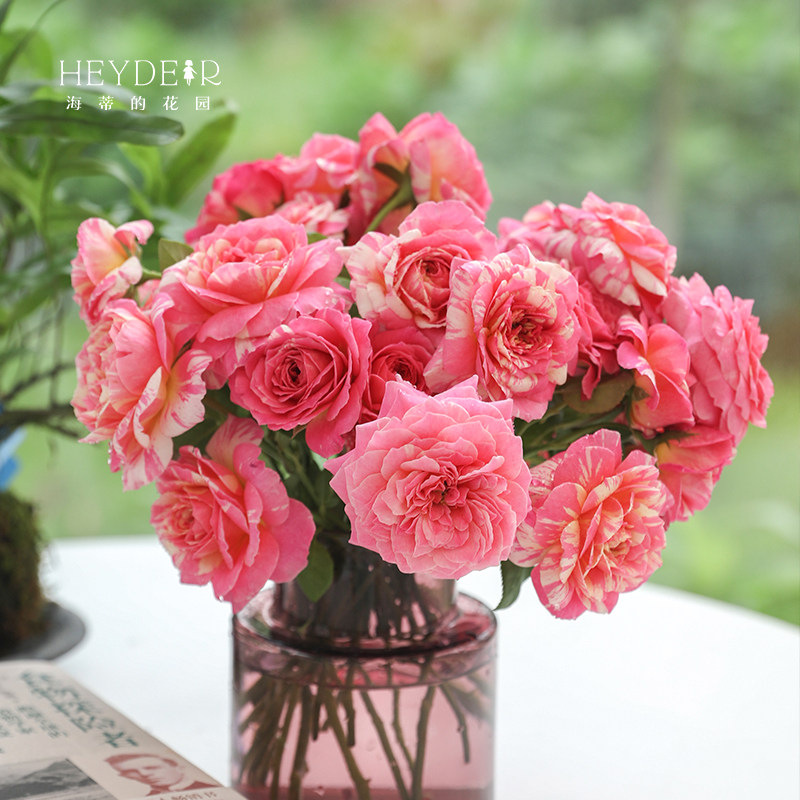 海蒂的花园 莫奈直立月季欧月四季好养阳台庭院花卉植物盆栽花苗,淘宝优惠券,粉丝福利购,淘宝优惠卷