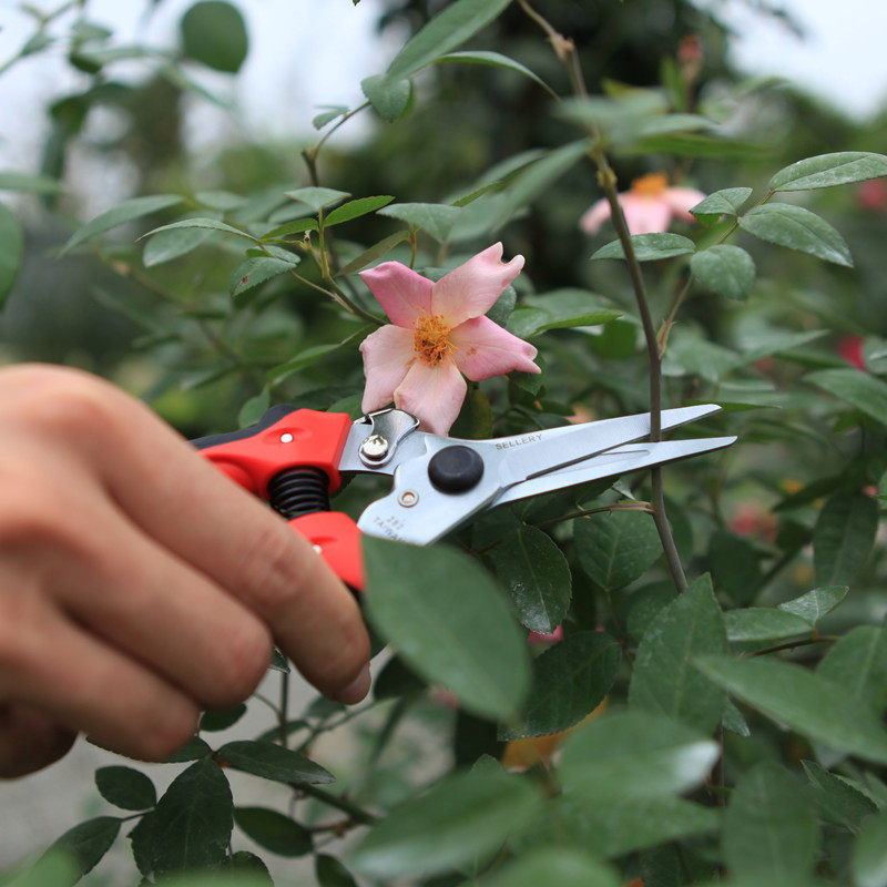 海蒂的花园旗舰店史拉力园艺枝剪花木剪月季绣球植物修枝工具剪刀,淘宝优惠券,粉丝福利购,淘宝优惠卷
