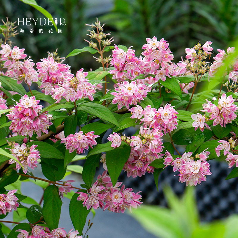 海蒂的花园溲疏爱丽丝粉铃铛等庭院楼顶造景花灌木花卉植物盆栽苗,淘宝优惠券,粉丝福利购,淘宝优惠卷