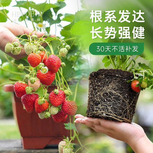 海蒂的花园旗舰店草莓苗秧盆栽奶油草莓特大号丹东99红颜结果新苗 - 图0