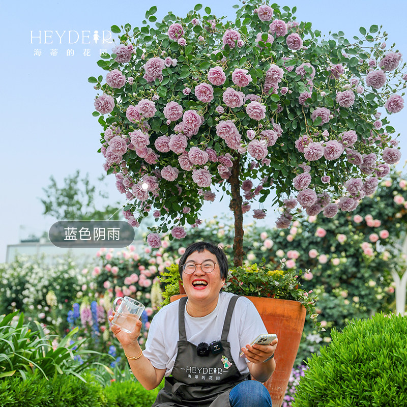 海蒂的花园旗舰店金丝雀海神王绿冰棒棒糖月季阳台露台花卉盆栽苗_虎窝淘