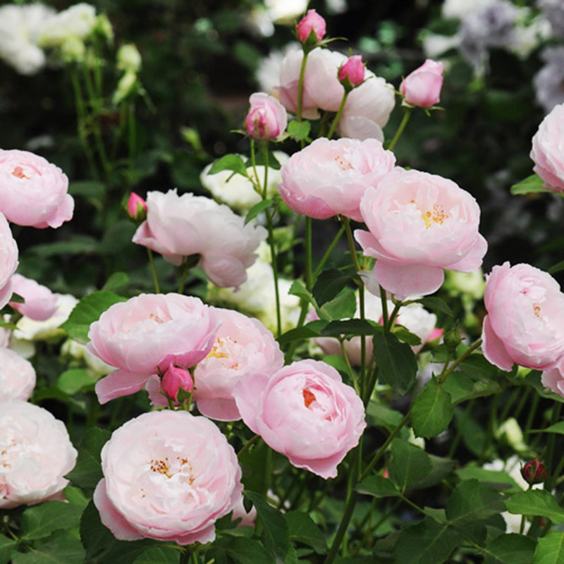 海蒂的花园 羽毛大花灌木月季耐热勤花阳台庭院花卉植物盆栽苗,淘宝优惠券,粉丝福利购,淘宝优惠卷