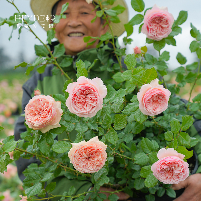 海蒂的花园真宙直立月季浓香勤花耐热室外阳台花卉植物盆栽苗 - 图3