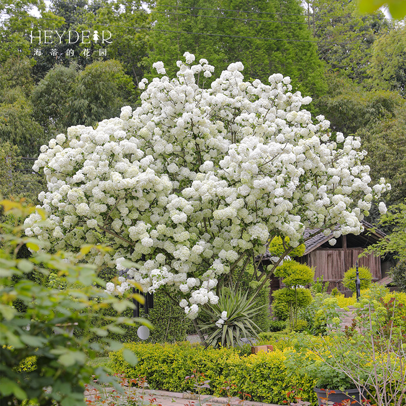 海蒂的花园中华木绣球斗球大苗欧洲木绣球花卉盆栽庭院花卉植物,淘宝优惠券,粉丝福利购,淘宝优惠卷