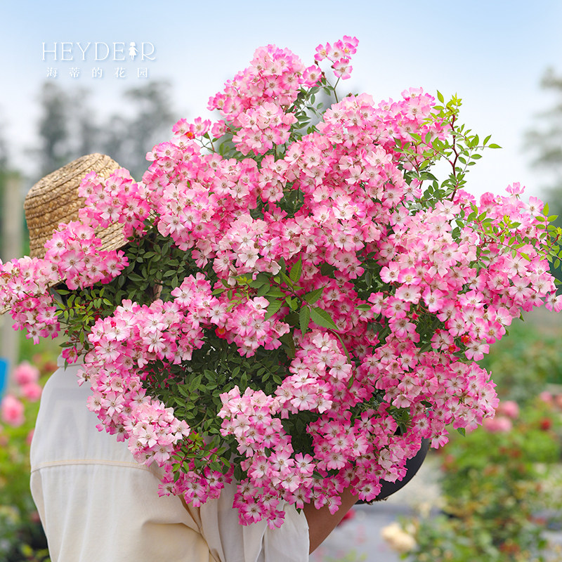 海蒂的花园 遮阳伞可垂吊成花瀑布月季庭院阳台盆栽花卉植物花苗,淘宝优惠券,粉丝福利购,淘宝优惠卷