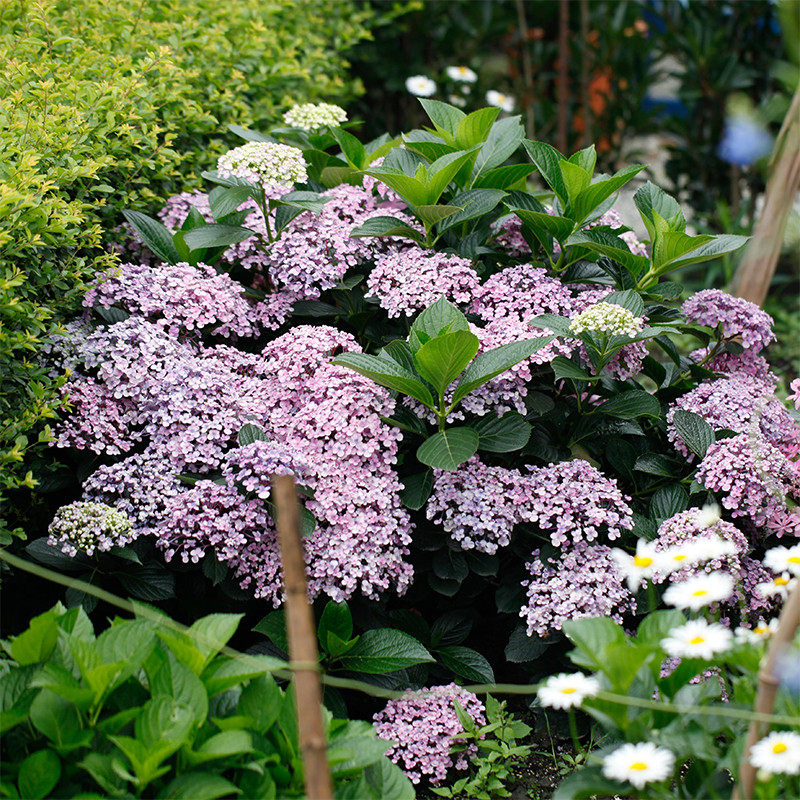海蒂的花园绣球花苗太阳神殿花手鞠万华镜庭院阳台花卉植物盆栽,淘宝优惠券,粉丝福利购,淘宝优惠卷