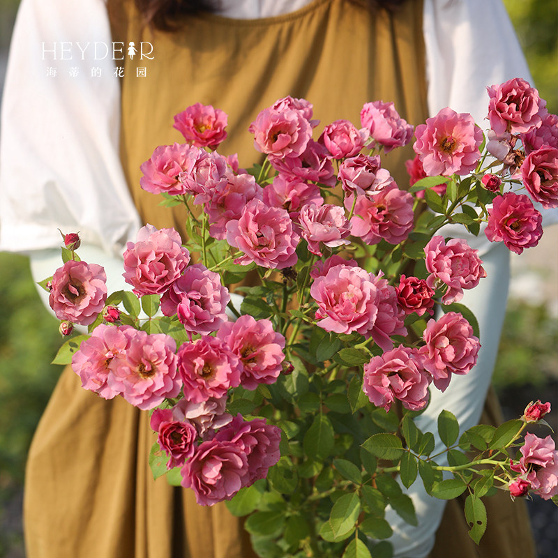 海蒂的花园葵灌木月季勤花多头复古色阳台庭院露台植物花卉盆栽苗,淘宝优惠券,粉丝福利购,淘宝优惠卷