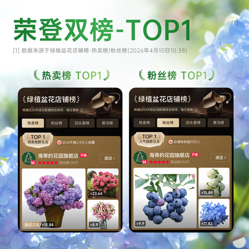 海蒂的花园旗舰店大花绣球花苗无尽夏大海蓝阳台庭院花卉盆栽植物 - 图2