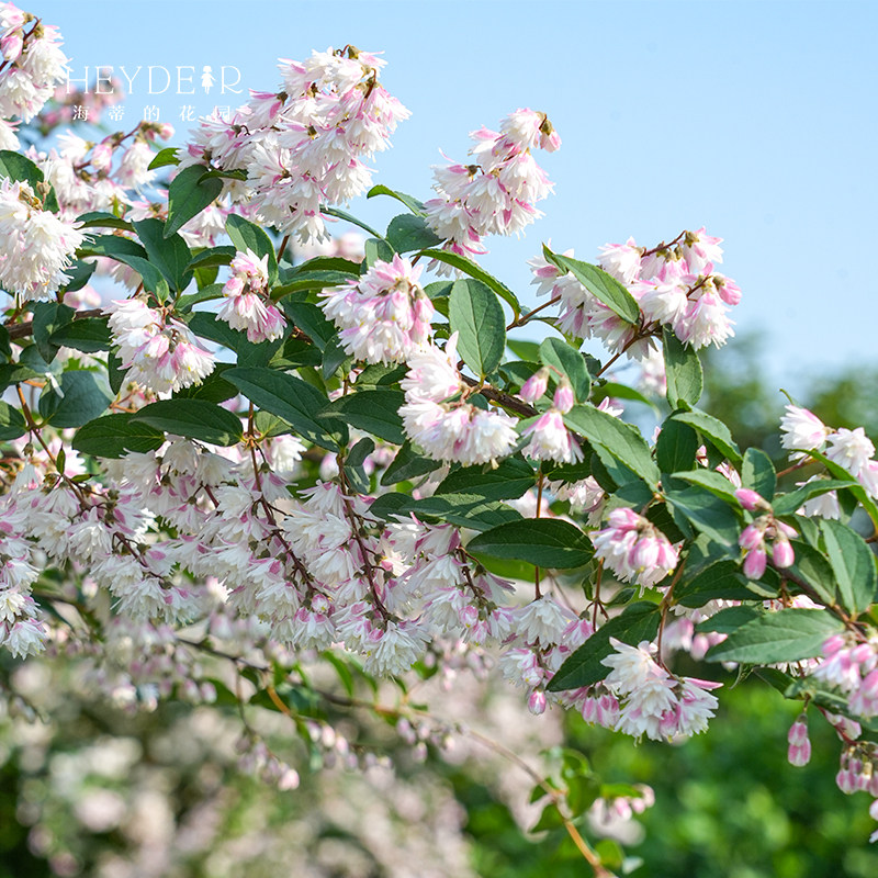 海蒂的花园溲疏爱丽丝粉铃铛等庭院楼顶造景花灌木花卉植物盆栽苗,淘宝优惠券,粉丝福利购,淘宝优惠卷