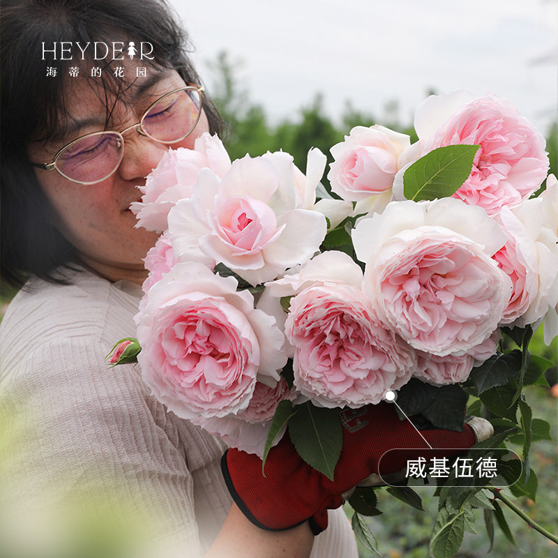 海蒂的花园旗舰店月季花苗小苗大花新品月季花盆栽果汁阳台月季,淘宝优惠券,粉丝福利购,淘宝优惠卷