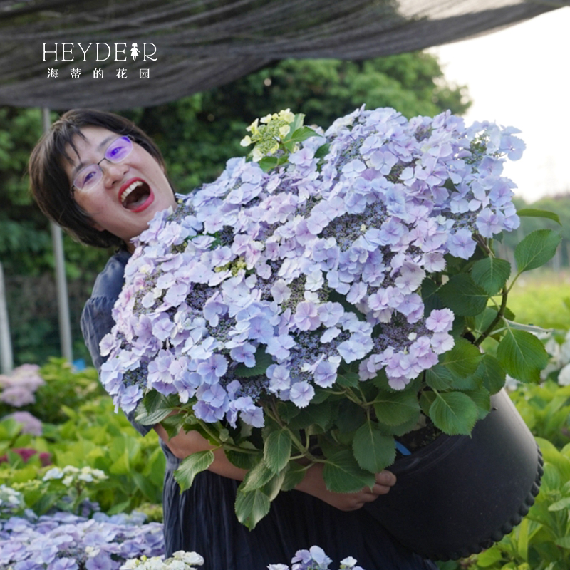 海蒂的花园旗舰店大花绣球花苗无尽夏大海蓝阳台庭院花卉盆栽植物 - 图0