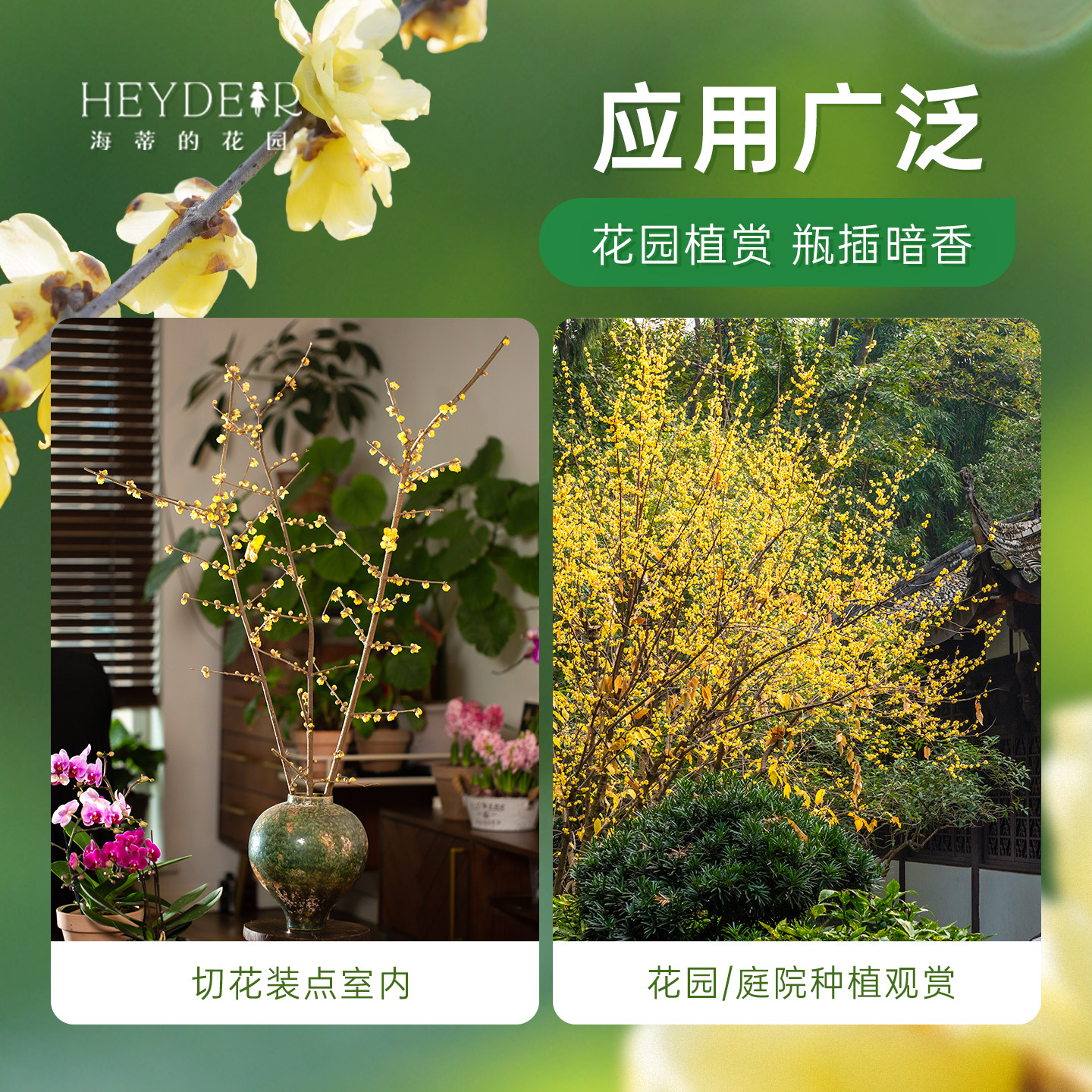 海蒂的花园旗舰店腊梅树苗带花苞地栽冬季耐寒花卉盆栽庭院植物,淘宝优惠券,粉丝福利购,淘宝优惠卷