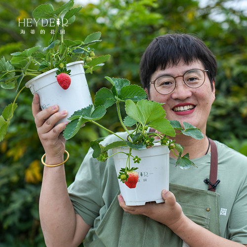 海蒂的花园旗舰店盆栽草莓苗秧多季节结果黑珍珠红颜奶油草莓苗 - 图0