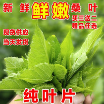 Silkworms now remove the food rations farmhouse natural with fresh mulberry leaf tender leaf silkworm baby household size live silkworm eating