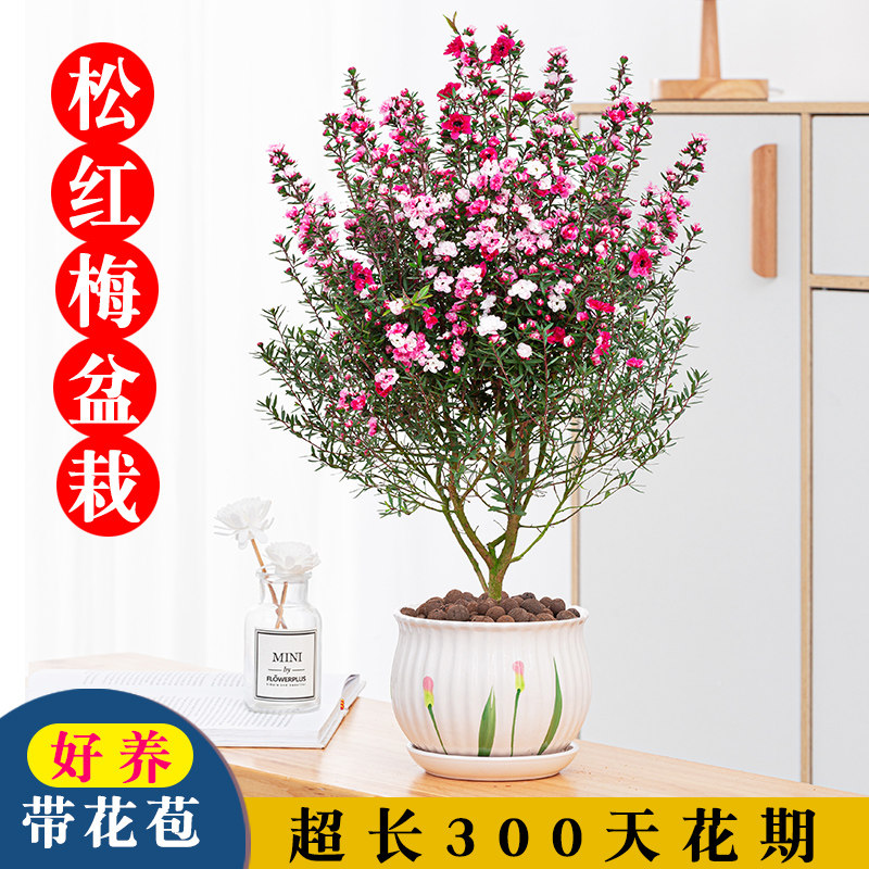 红梅盆景绿植 新人首单立减十元 22年8月 淘宝海外