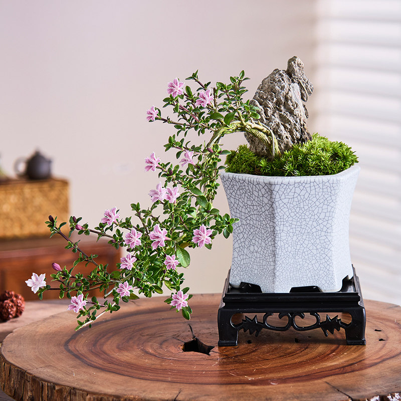 红花六月雪盆栽办公室内桌面阳台老桩绿植花卉禅意盆景四季好养,淘宝优惠券,粉丝福利购,淘宝优惠卷