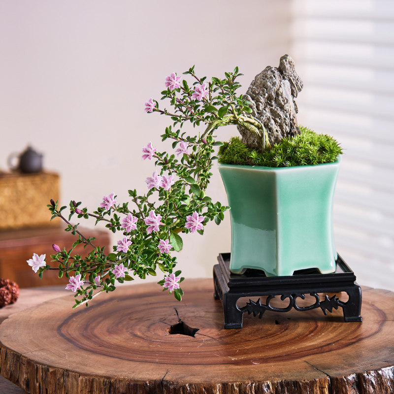 红花六月雪盆栽办公室内桌面阳台老桩绿植花卉禅意盆景四季好养,淘宝优惠券,粉丝福利购,淘宝优惠卷