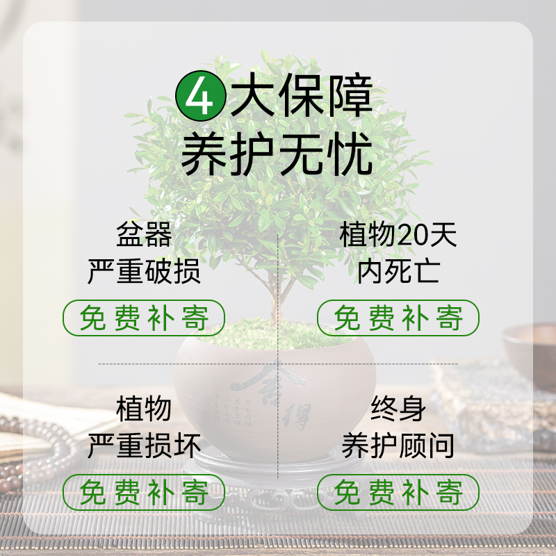 小叶赤楠老桩盆景苗绿植物花卉办公室内迷你桌面好养四季常青盆栽-图3