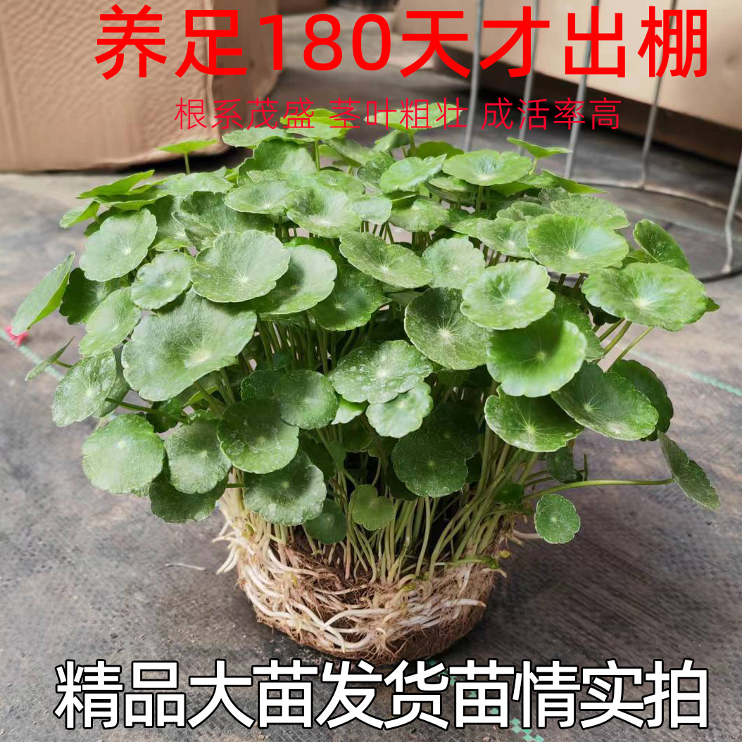 铜钱草水培植物鱼缸大叶水栽水养绿植金钱草小水草客厅室内外花卉