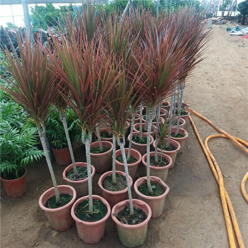 七彩铁千年木花卉盆栽三色龙血树龙须树吸除甲醛净化空气绿植物