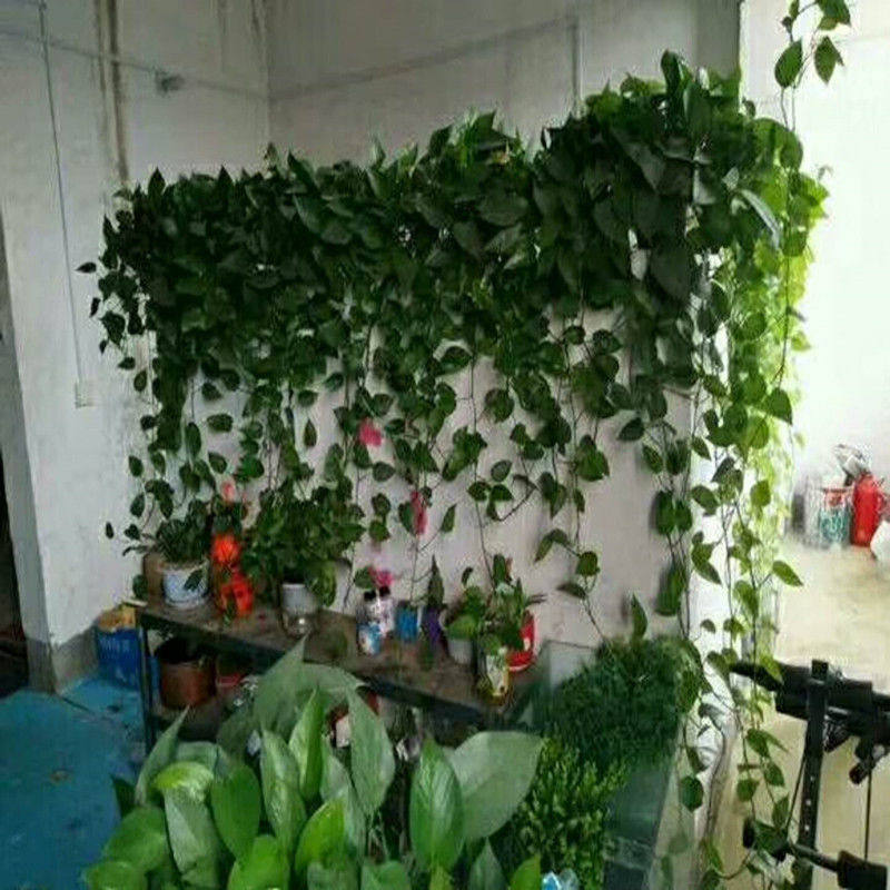 新房家用绿萝室内盆栽长藤垂吊大叶绿箩水培植物净化空气