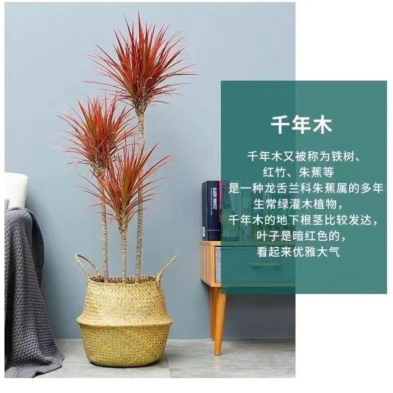 千年木七彩铁千年铁绿植盆栽花卉办公室内植物净化空气吸甲醛