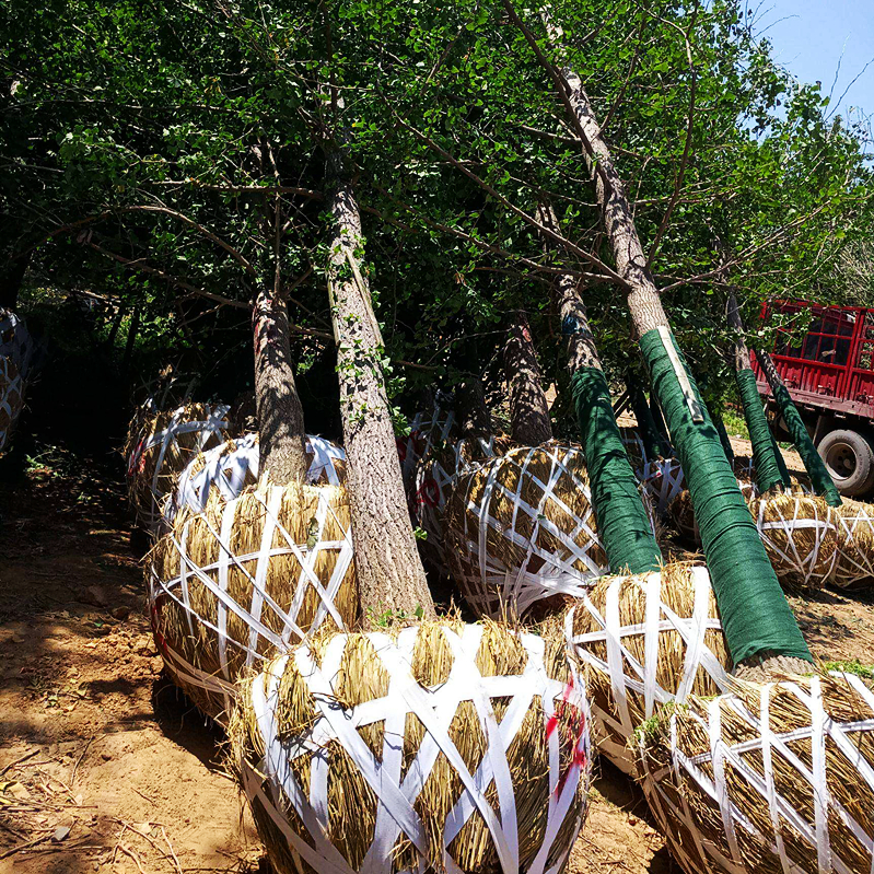 金叶银杏树活苗大树白果小苗占地庭院园林风景绿化树苗南北方种植-图2