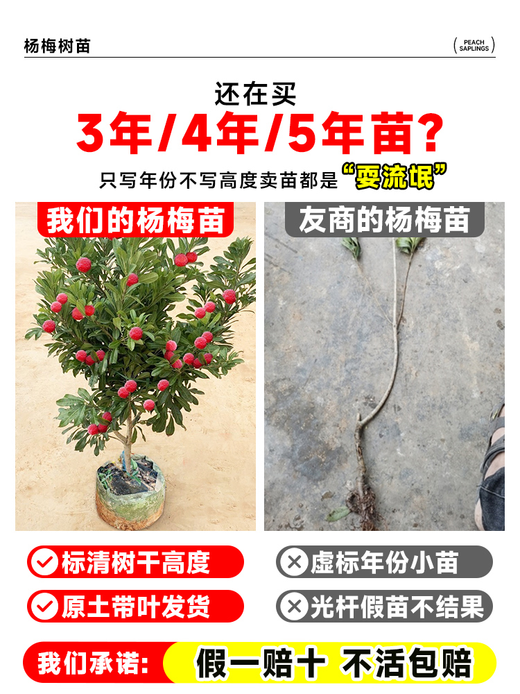 杨梅树树苗带土南方嫁接水晶果树果苗早熟大东槐当年结果