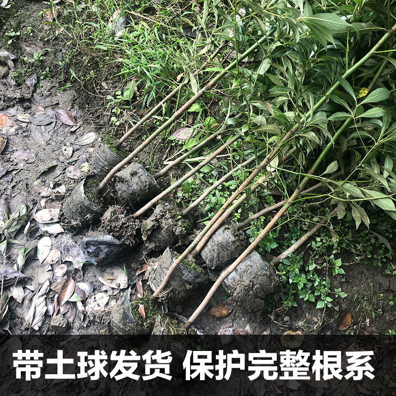金丝楠木树苗正宗小叶桢楠珍稀名贵苗木庭院别墅地栽盆栽绿化大树 - 图3