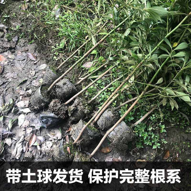 金丝楠木树苗正宗小叶桢楠珍稀名贵苗木庭院别墅地栽盆栽绿化大树 - 图1