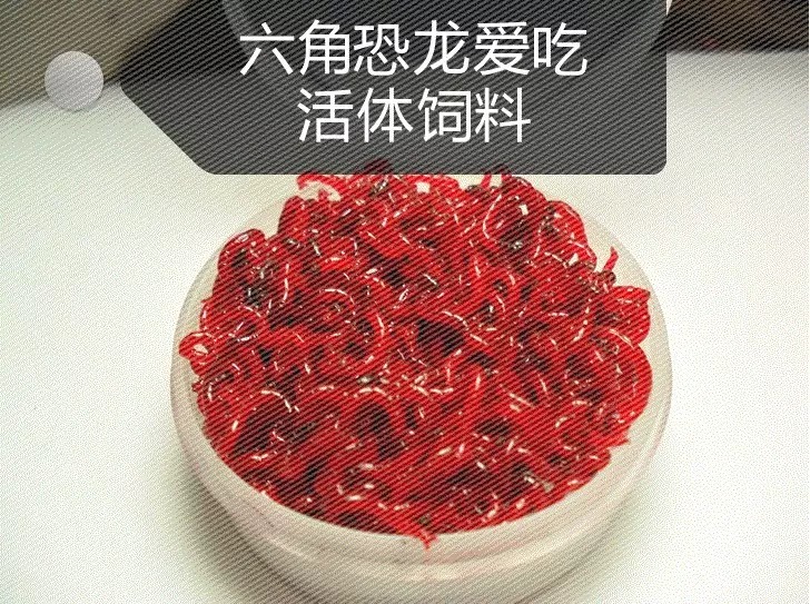 鲜活红虫六角恐龙鱼金龙鱼活体饲料血红虫活饵娃娃鱼蝾螈专用鱼粮 - 图1