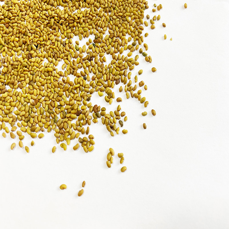 高产紫花苜蓿种子进口净籽高蛋白饲草养牛羊鸡鸭鹅猪兔鱼草营养好 种子帮 淘优券