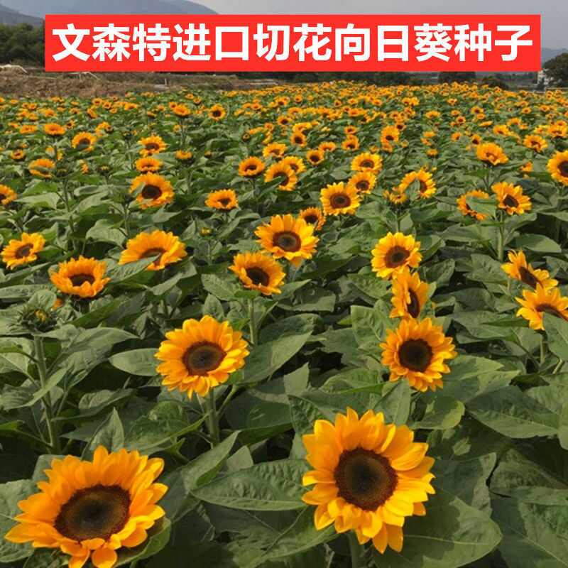 切花向日葵 新人首单立减十元 22年9月 淘宝海外
