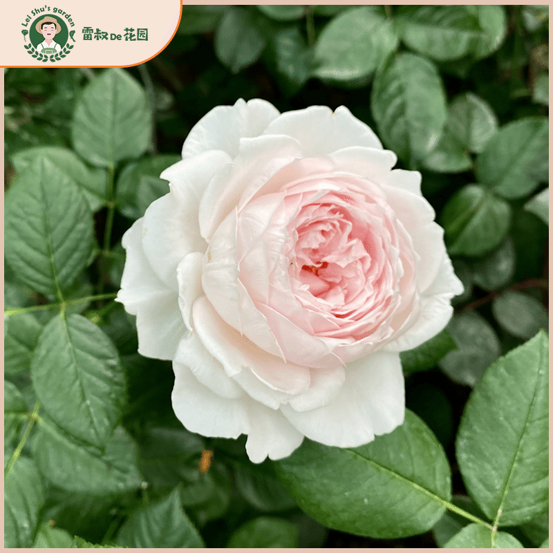 雷叔的花园克里斯蒂娜公爵夫人尘世天使月季花苗盆栽丰花抗病浓香,淘宝优惠券,粉丝福利购,淘宝优惠卷