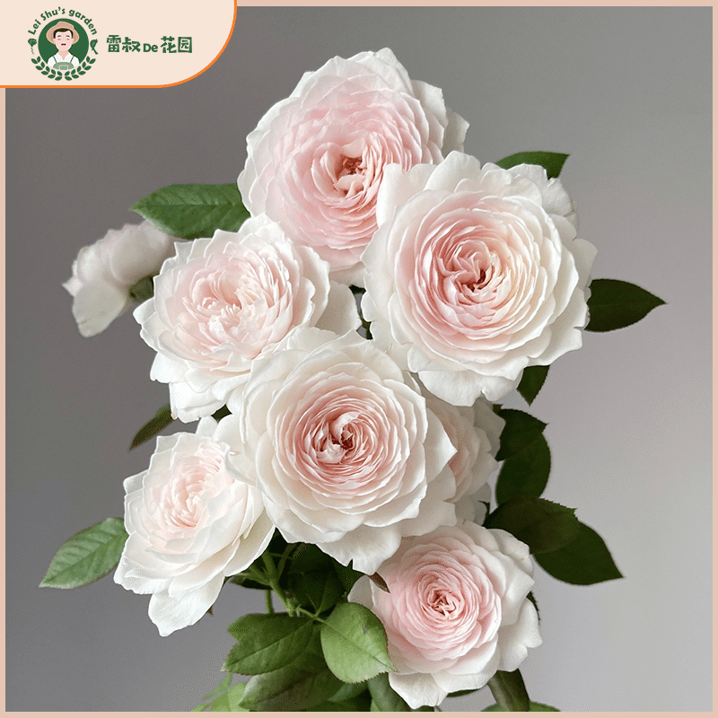 雷叔的花园克里斯蒂娜公爵夫人尘世天使月季花苗盆栽丰花抗病浓香,淘宝优惠券,粉丝福利购,淘宝优惠卷