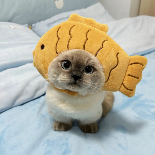 猫咪可爱搞怪变装帽宠物帽子金渐层英短德文狗狗汉堡头套卡通头饰 - 图2