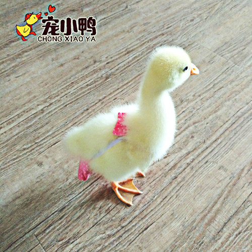 升级版网红宠物柯尔鸭子尿不湿纸尿裤小鸭鸡鹅尿布兜防拉屎尿垫片 - 图2
