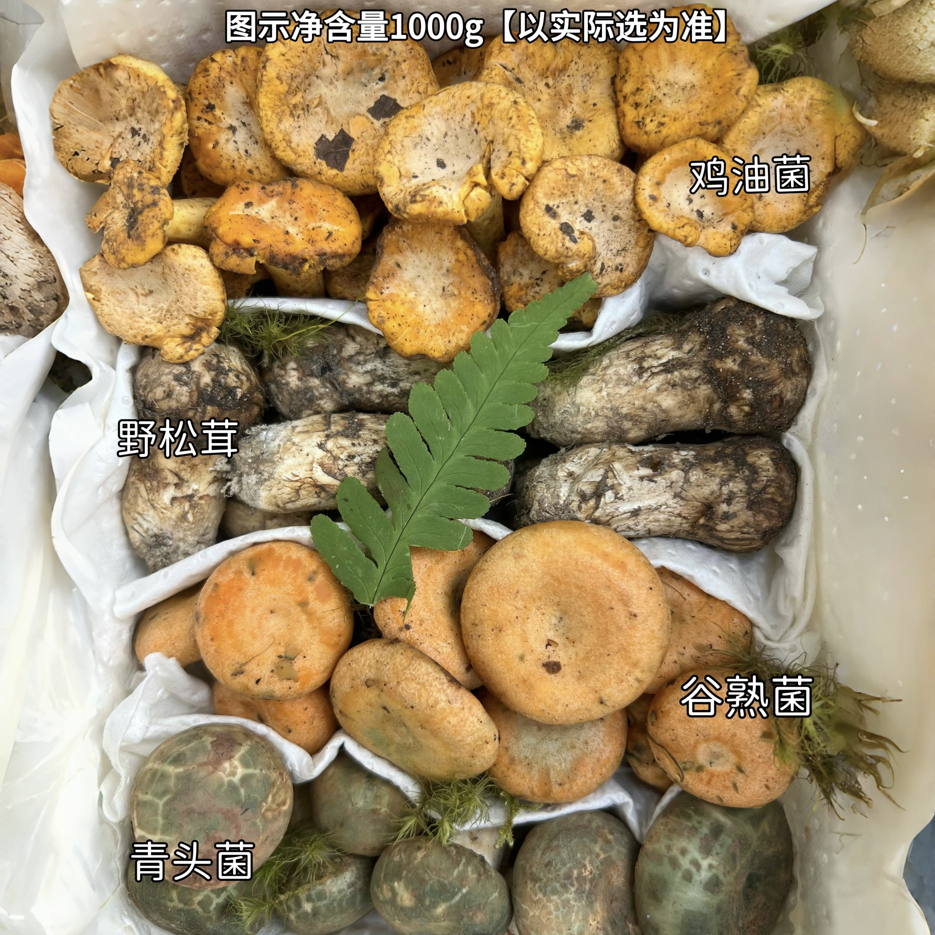 彩云之珍·云南野生菌子组合 松茸鸡枞菌红菇牛肝菌 菌菇蘑菇食材 - 图1