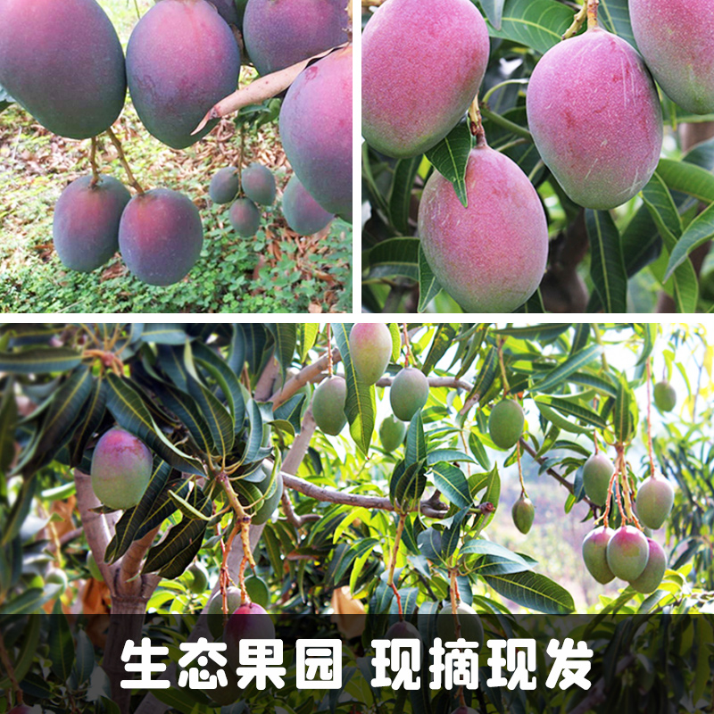 10四川攀枝花凱特芒果特大果超甜5斤新鮮整箱當應季水果包郵、_果盼食品旗艦店_水產肉類/新鮮蔬果/熟食