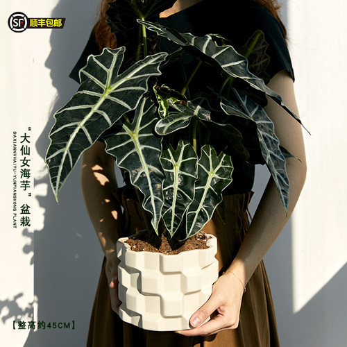 大仙女海芋观音莲真植物盆栽室内客厅阳台绿植盆景好养耐看高质感 - 图3
