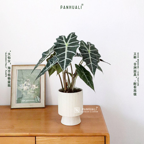 大仙女海芋观音莲真植物盆栽室内客厅阳台绿植盆景好养耐看高质感 - 图0