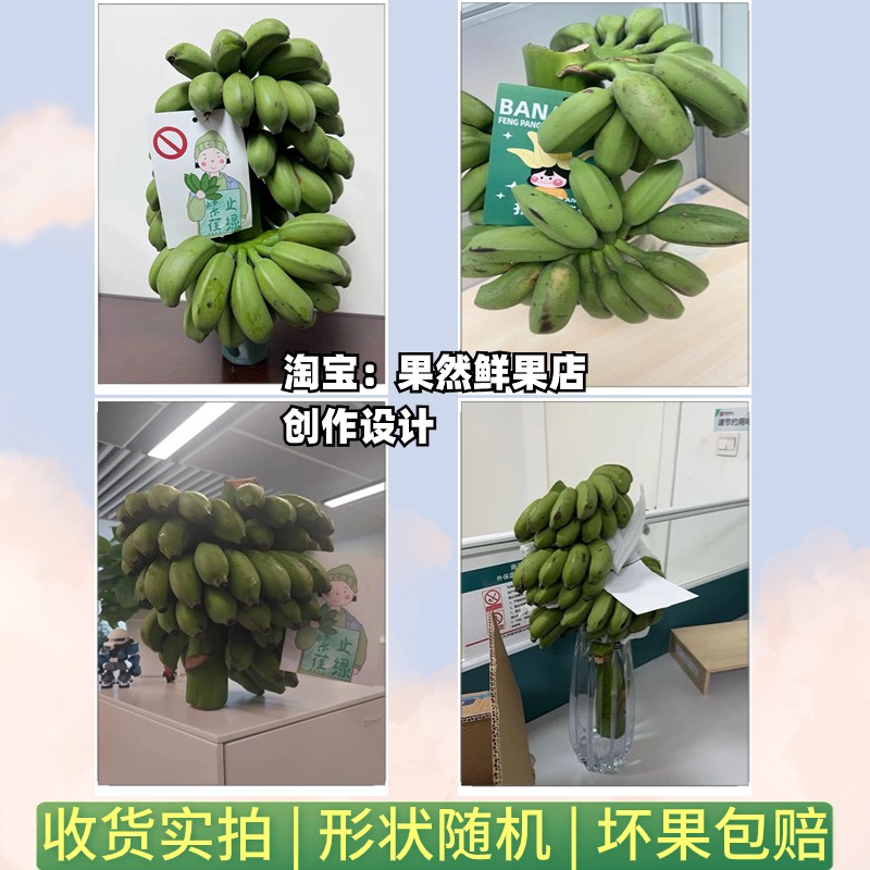 【拒绝蕉绿】一整株小米蕉桌面绿植办公室自然熟可食用水培香蕉 - 图2