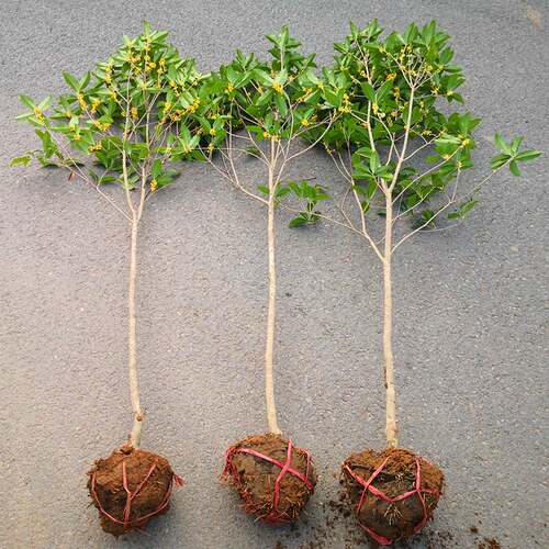 桂花树苗大树四季桂南北方种植室外庭院地栽金桂丹桂浓香花卉植物 - 图0