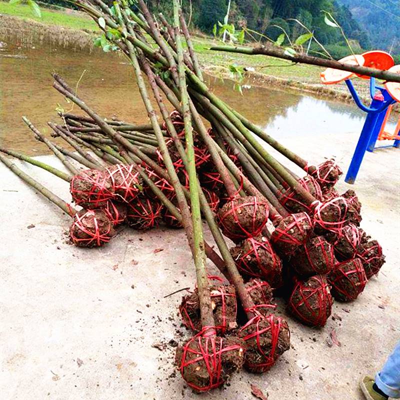 香樟树苗大树大小叶驱蚊防虫四季常青南北方耐寒大型工程绿化苗木 - 图1