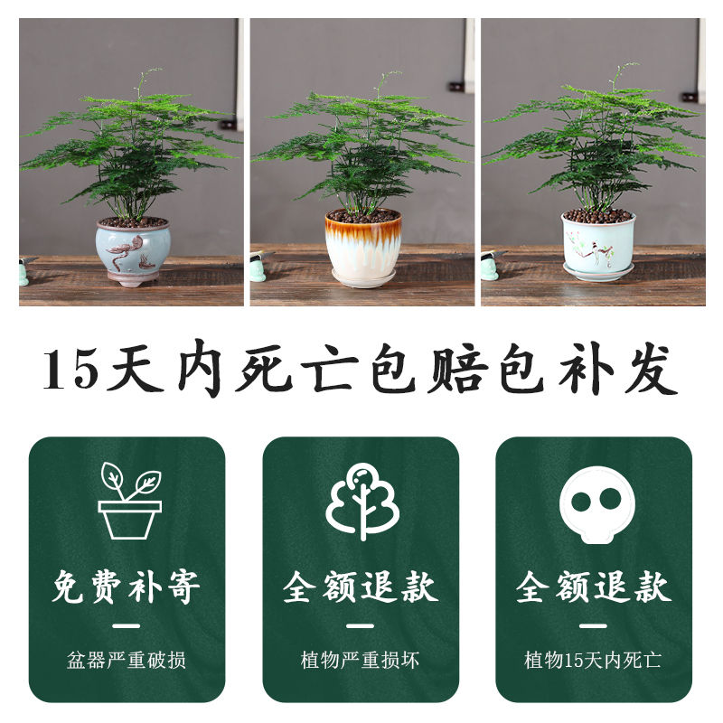 文竹盆栽大型植物盆景室内绿植花卉办公室桌面小苗四季常青好养 - 图2