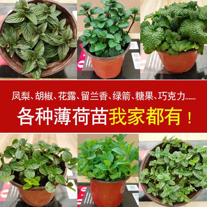 胡椒果 新人首单立减十元 22年5月 淘宝海外