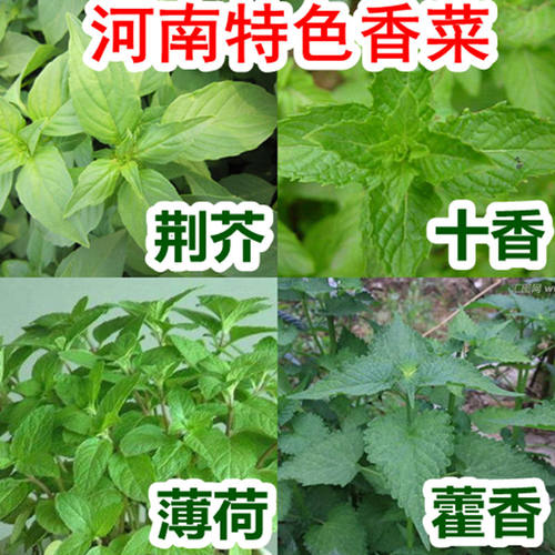 十香菜种子河南十香石香种籽留兰香食用鱼香草种孑四季盆栽特产-图1