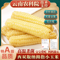 Authentic Yunnan Xishuangbanna Fragrant Glutinous Thumb Corn Finger Corn Small Corn Fresh Vacuum Baby Cob