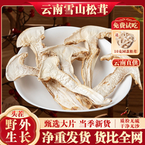 Yunnan Xueshan Pine Furry Dry Goods 500g Wild Growth Selected Dry Slice Fresh Mushroom Pine Mushrooms Yunnan Bacteria