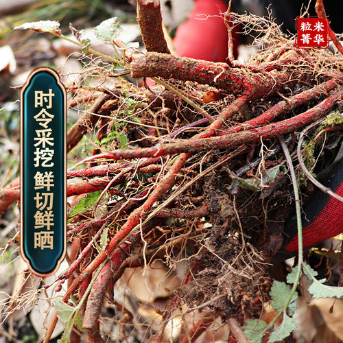 丹参酸枣根 秦岭野生丹参酸枣根茶养心安神茶新货纯正无硫 - 图2